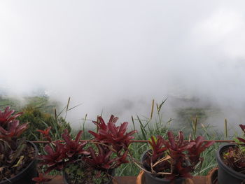 Potted plants on field against sky