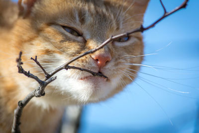 Close-up portrait of cat