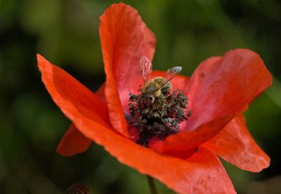 Close-up of red rose flower