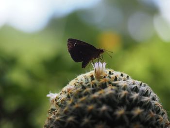 Butterfly on flower