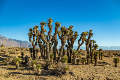 Trees against clear blue sky