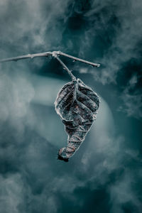 Close-up of crab hanging on water