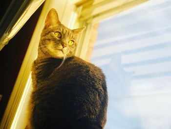 Close-up portrait of a cat