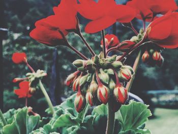 Close-up of red flowering plant