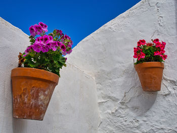 Flower pot on table against wall