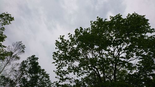 Low angle view of trees against sky