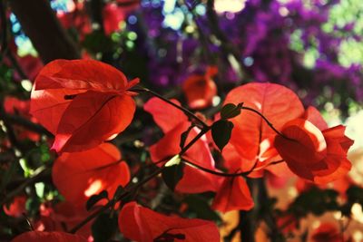 Close-up of red flowering plant