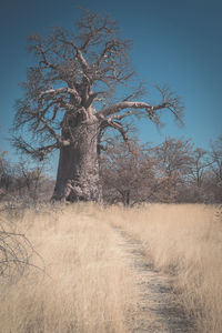 Bare tree on field against clear sky