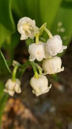 Close-up of white flowers