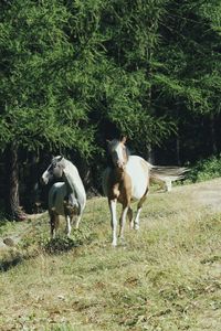 Horses grazing on field