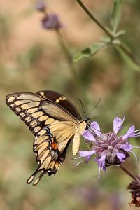 Butterfly perching on flower