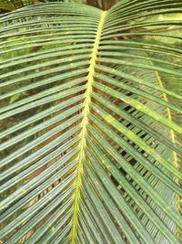 Full frame shot of palm leaves