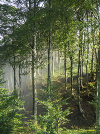 View of lush trees in the forest