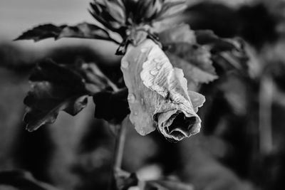 Close-up of wilted rose