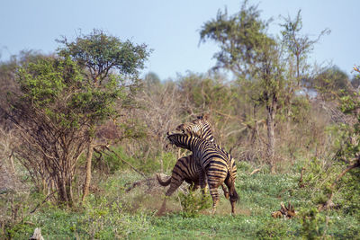 Zebras fighting on land
