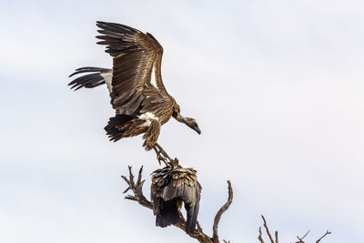 Low angle view of bird flying against sky