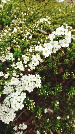 White flowers blooming in spring