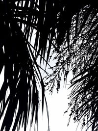 Low angle view of silhouette trees against clear sky