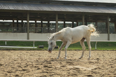 Horse standing in barn