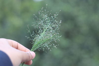 Close-up of hand holding plant