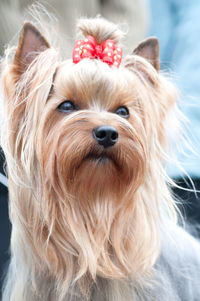 Close-up portrait of a dog