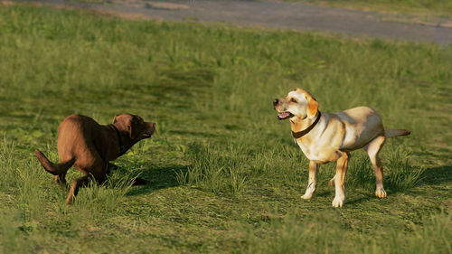 Dogs on grassy field