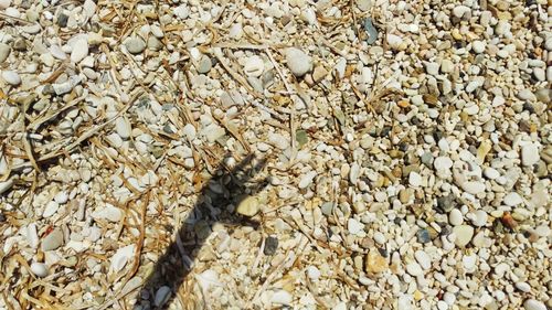 Close-up of lizard on pebbles