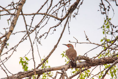 Low angle view of bird perching on tree against sky