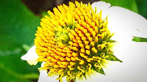 Close-up of yellow flower