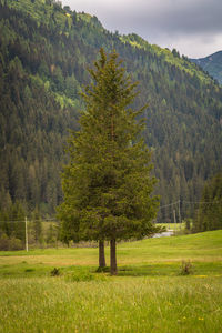 Natural landscape with green mountain peaks in summer