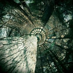 Low angle view of tree trunk