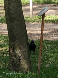 View of an animal on tree trunk