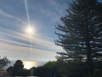 Low angle view of trees against sky during sunset