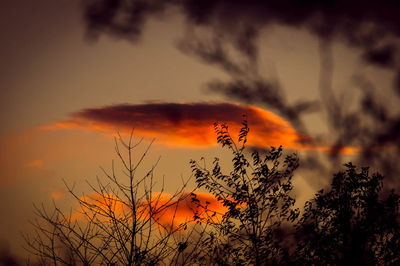 Silhouette plants against dramatic sky during sunset