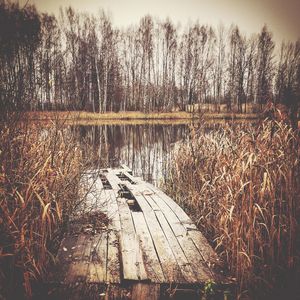 Scenic view of lake in forest