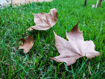 High angle view of maple leaf fallen on grass
