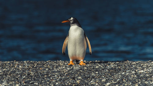 Penguin perching at beach