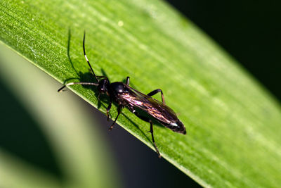 Close-up of insect on leaf