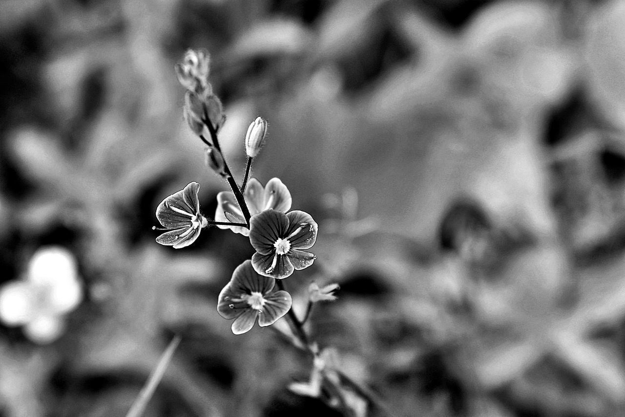 plant, black and white, flower, monochrome photography, flowering plant, beauty in nature, monochrome, growth, nature, focus on foreground, close-up, macro photography, leaf, fragility, no people, freshness, black, flower head, petal, outdoors, inflorescence, day, selective focus, plant part, blossom, botany, wildflower, white
