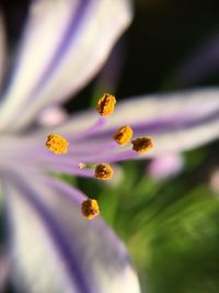 Close-up of insect on flower