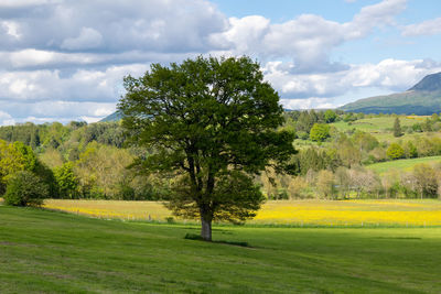 Trees on field against sky