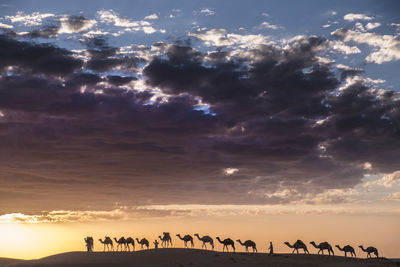 Camel caravan is crossing the sahara desert at sunset and dramatic sky