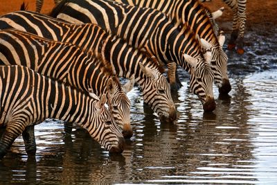 Close-up of zebra drinking water