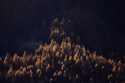 Low angle view of trees against sky in forest