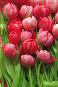 Full frame shot of red tulips