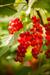 Close-up of berries growing on tree