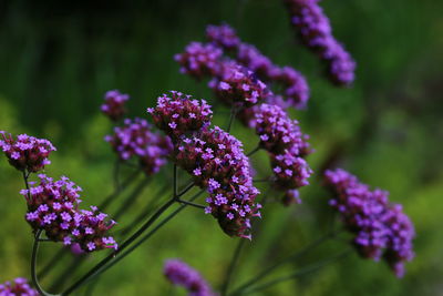 Close-up of purple flowers blooming outdoors