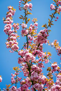 Low angle view of cherry blossoms against sky