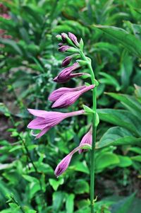 Close-up of purple flowers blooming outdoors