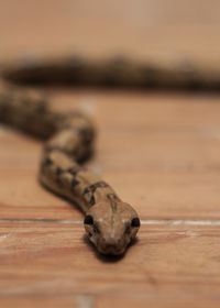 Close-up of lizard on sand
